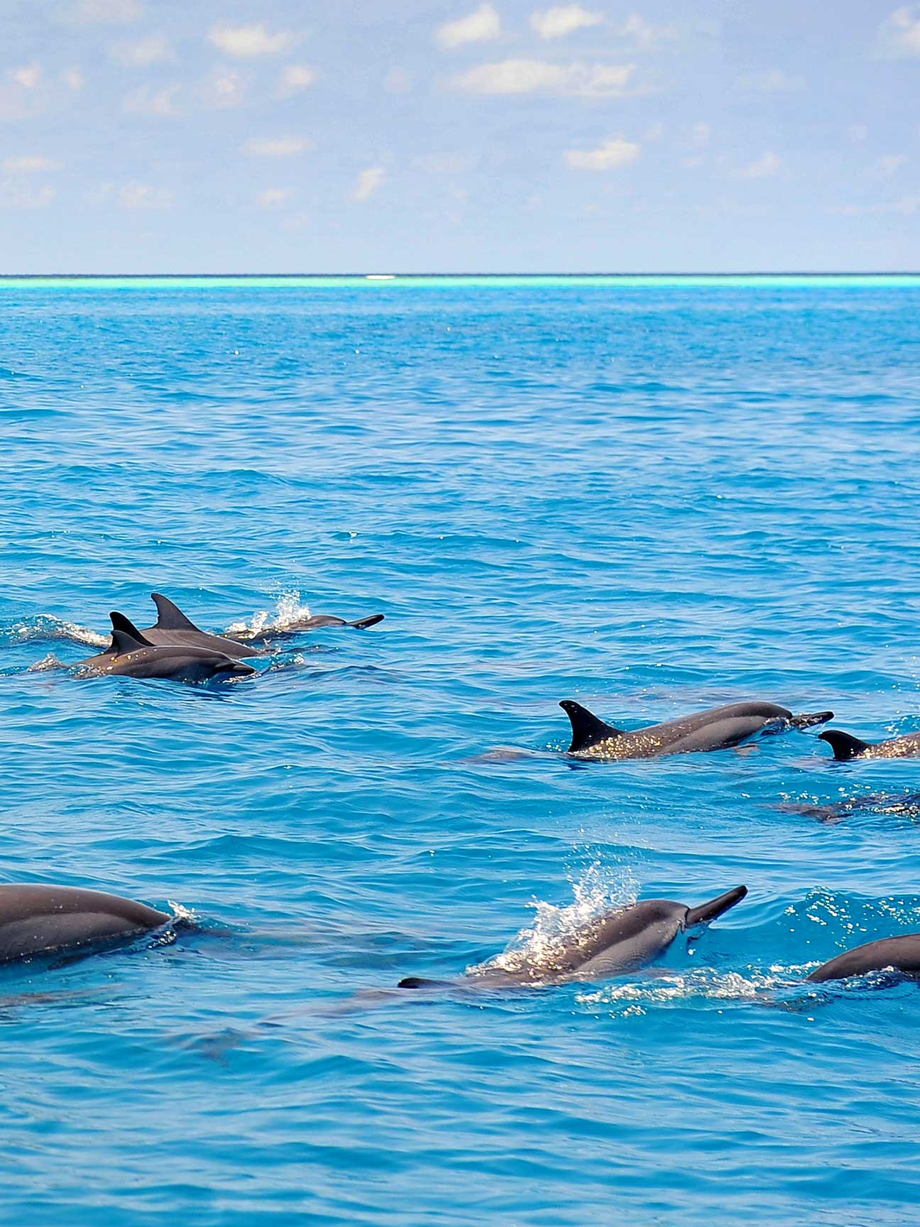 Dolphins at the Ocean Baglioni Resort Maldives
